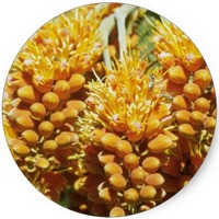 Colvillea Racemosa