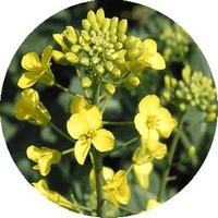 Brassica Napus - Colza