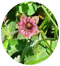 Comarum Palustre - Cincoenrama Palustre