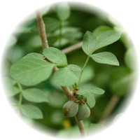Commiphora Opobalsamum - Gilead Balm
