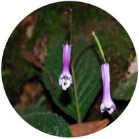 Conandron Ramondioides