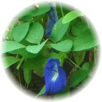 Clitoria Ternatea - Butterfly Pea