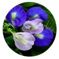 Clitoria Ternatea - Butterfly Pea