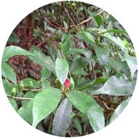 Connarus Paniculatus