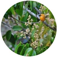 Connarus Yunnanensis