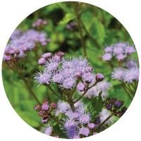 Conoclinium Coelestinum