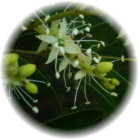 Copaiba-Copaifera