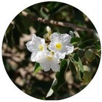 Cordia Boissieri- Anacahuita