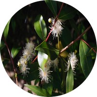 Cordia Boissieri- Anacahuita