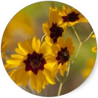 Coreopsis Lanceolata