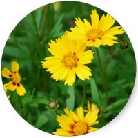 Coreopsis Lanceolata