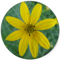 Coreopsis Lanceolata