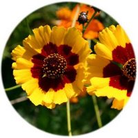 Coreopsis Lanceolata