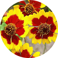 Coreopsis Lanceolata