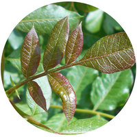 Pistacia Terebinthus