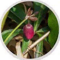 Pistacia Terebinthus