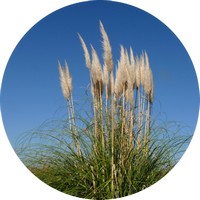 Cortaderia Selloana