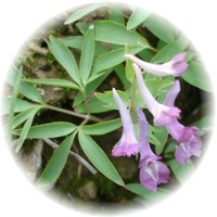 Corydalis Cava