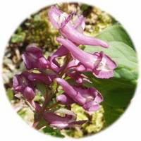 Corydalis Cava