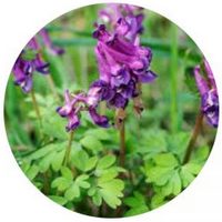 Corydalis Cava