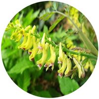 Corydalis Aurea