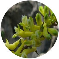 Corydalis Balansae
