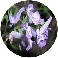 Corydalis Gamosepala