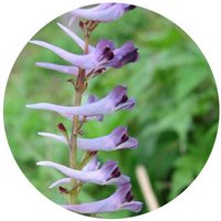 Corydalis Incisa