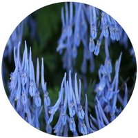 Corydalis Pachycentra