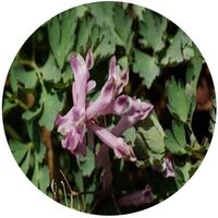 Corydalis Taliensis
