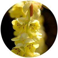 Corylopsis Sinensis