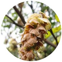 Corylopsis Multiflora