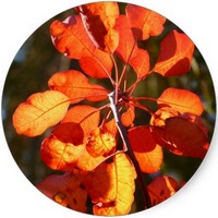 Cotinus Coggygria