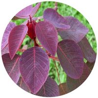 Cotinus Coggygria
