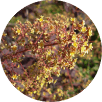 Cotinus Coggygria
