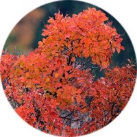 Cotinus