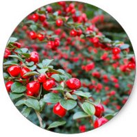 Cotoneaster