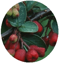 Cotoneaster