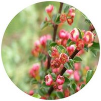 Cotoneaster Horizontalis