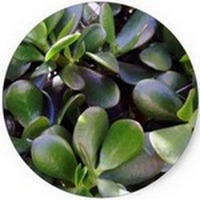 Crassula Ovata - Jade Plant