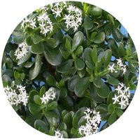 Crassula Ovata - Jade Plant