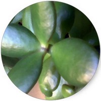 Crassula Ovata - Jade Plant