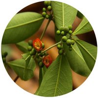 Cratoxylum Cochinchinense