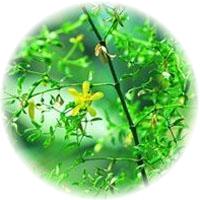 Creosota: Larrea Tridentata