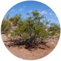 Creosota: Larrea Tridentata