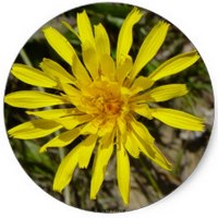 Crepis Capillaris