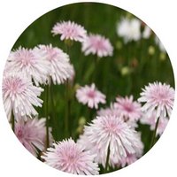 Crepis Rubra - Red hawksbeard