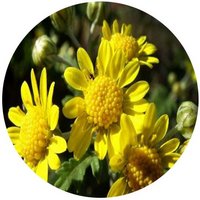 Crisantelo: Chrysanthellum Indicum