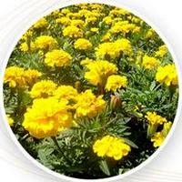 Crisantelo: Chrysanthellum Indicum