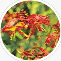 Crocosmia 